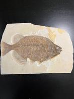 Poisson - Animal fossilisé - Phareodus Testis - 44 cm - 31, Verzamelen