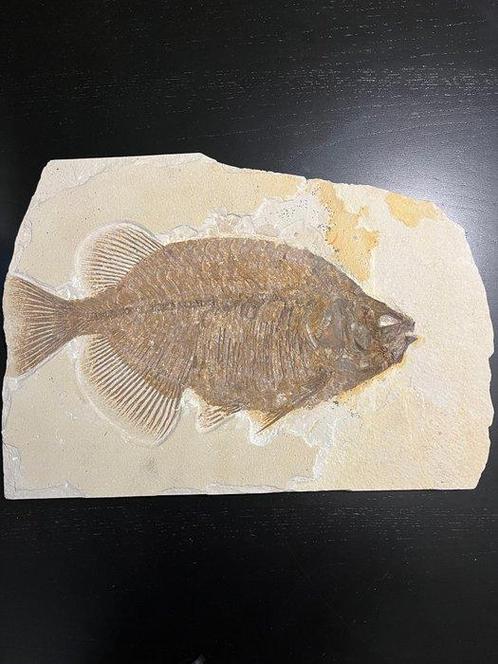 Poisson - Animal fossilisé - Phareodus Testis - 44 cm - 31, Verzamelen, Mineralen en Fossielen