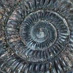 Ammoniet - Uit Whitby - Noord-Yorkshire - Fossiel fragment -