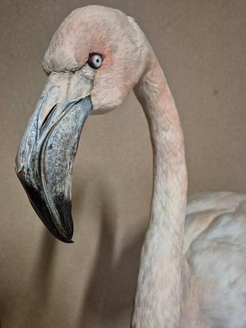 Flamingo Taxidermie volledige montage - Phoenicopterus ruber, Verzamelen, Dierenverzamelingen