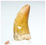 Dinosaurus - Fossiele tand - Nicely Preserved, Verzamelen