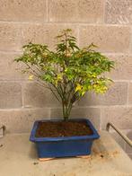 Japanese maple bonsai (Acer palmatum) - Hoogte (boom): 50 cm