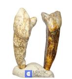 Set van 2 grote ijs-tijd grottberen (Ursus spelaeus)