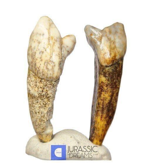 Set van 2 grote ijs-tijd grottberen (Ursus spelaeus), Collections, Minéraux & Fossiles