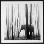 Frank Machalowski - tierwald #134, Antiek en Kunst, Kunst | Schilderijen | Modern