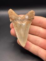 Megalodon - Fossiele tand - Carcharias Megalodon - 7.5 cm -, Verzamelen