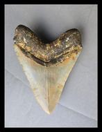 Megalodon - Fossiele tanden - 133 mm - 100 mm, Verzamelen, Mineralen en Fossielen