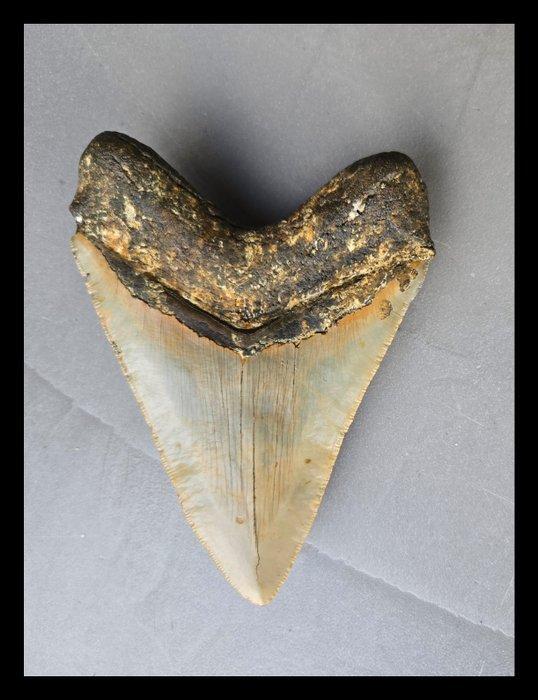 Megalodon - Fossiele tanden - 133 mm - 100 mm, Verzamelen, Mineralen en Fossielen