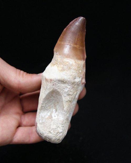 Mosasaurus - Fossiele tand - Prognathodon sp. - 12.3 cm, Verzamelen, Mineralen en Fossielen