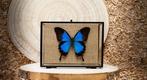 Vlinder Taxidermie volledige montage - Papilio ulysses - 13