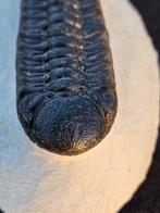 Trilobiet - Gefossiliseerd dier - Barrandeops Ovatus - 10 cm, Collections