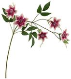 Clematis Beauty Cream Zijdenbloem 78 cm per stuk, Nieuw