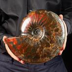 Extrêmement rare - Objet de musée - Un ammonite fantastique