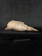 Hippopotame - Dents fossiles - Hexaprotodon - 6 cm - 20 cm