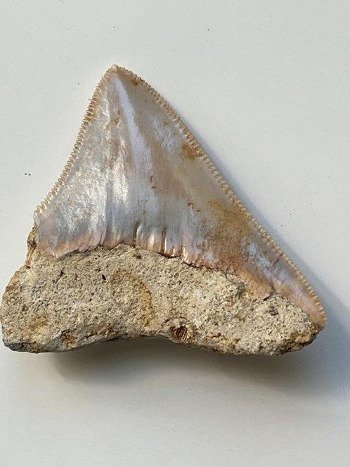 Megalodon tand 5,9 cm - Fossiele tand - Carcharocles, Verzamelen, Dierenverzamelingen