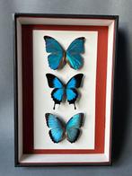 Vlinder Taxidermie volledige montage - Lepidoptera - 39 cm -, Verzamelen, Nieuw