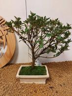 Azalea bonsai (Rhododendron) - Hoogte (boom): 26 cm - Diepte