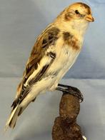 Zigolo des neiges Support de corps entier pour taxidermie -, Verzamelen, Dierenverzamelingen, Nieuw
