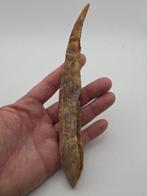 Haai - Gefossiliseerd dier - Hybodus - 18 cm