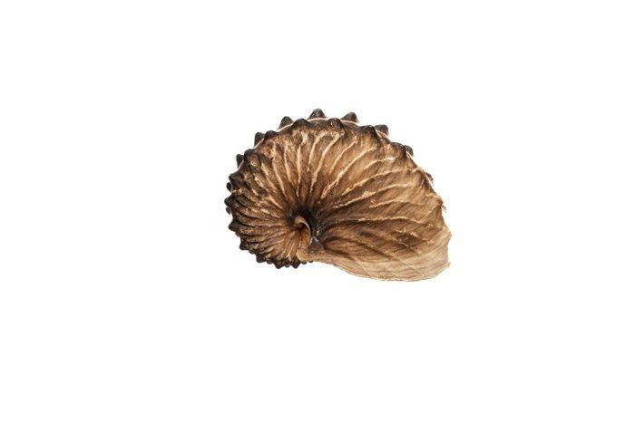 Papierboot- Argonauta hians f. gondola  GEM  ZELDZAME, Collections, Collections Animaux