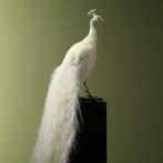 Pauw Taxidermie volledige montage - Pavo cristatus - 175 cm, Nieuw