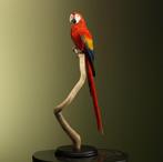 Geelvleugelara Taxidermie Opgezette Dieren By Max, Ophalen of Verzenden, Nieuw, Vogel, Opgezet dier