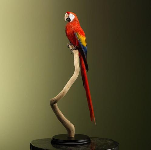 Geelvleugelara Taxidermie Opgezette Dieren By Max, Verzamelen, Dierenverzamelingen, Opgezet dier, Nieuw, Vogel, Ophalen of Verzenden
