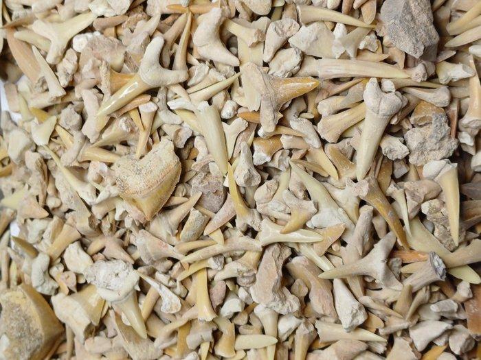 Meerdere soorten mooie haaien tanden uit de fosfaatmijnen in, Verzamelen, Mineralen en Fossielen