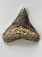 Megalodon tand 7,9 cm - Fossiele tand - Carcharocles, Verzamelen, Mineralen en Fossielen