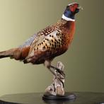 Fazant Taxidermie Opgezette Dieren By Max, Ophalen of Verzenden, Nieuw, Vogel, Opgezet dier