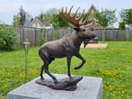 Beeld, Bronze Lifelike Moose - Amazing Details - 29 cm -