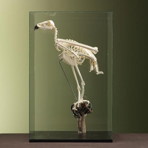 Steenarend Skelet Taxidermie Opgezette Dieren By Max, Verzamelen, Dierenverzamelingen, Opgezet dier, Nieuw, Vogel, Ophalen of Verzenden