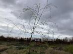 Sierboom - Treurwilg (x1), Tuin en Terras, Planten | Bomen