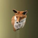Vos Taxidermie Opgezette Dieren By Max, Ophalen of Verzenden, Nieuw, Wild dier, Opgezet dier