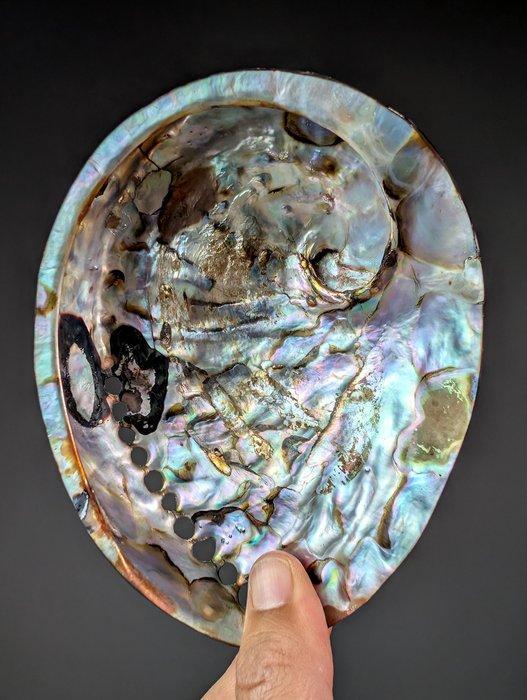 Uitstekende gepolijste bruine abalone schelp. Zeeschelp -, Verzamelen, Dierenverzamelingen