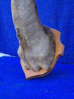 Daim Taxidermie wandmontage - Dama dama - très rare spécimen, Verzamelen, Nieuw