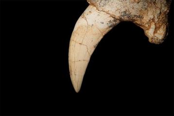 Mammifère - Mâchoire fossilisée - Machairodus horribilis -