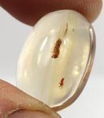 Copal - Barnsteen - Insect ready for a ring - Jurassic park
