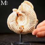 Indrukwekkende natuurlijke formatie - Fossiel fragment -, Verzamelen