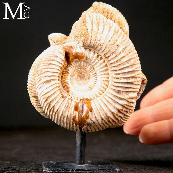 Indrukwekkende natuurlijke formatie - Fossiel fragment -, Verzamelen, Mineralen en Fossielen