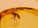 prachtige Empididae vliegen in een heldere Baltische amber