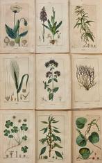 Francois Pierre Chaumeton / Ernestine Panckoucke - Lot with