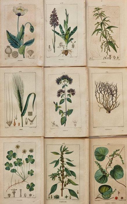 Francois Pierre Chaumeton / Ernestine Panckoucke - Lot with, Antiek en Kunst, Antiek | Boeken en Manuscripten