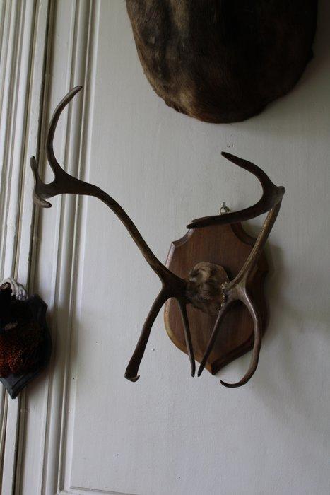 Jachttrofee, Antiek en Kunst, Curiosa en Brocante