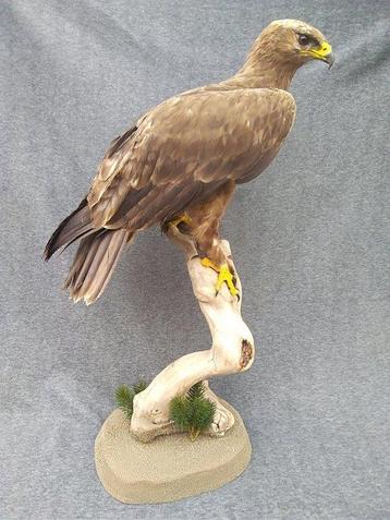 Steppe-Adelaar Taxidermie volledige montage - Aquila