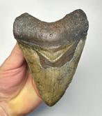 Megalodon - Fossiele tand - 12 cm - 8 cm