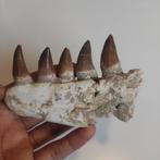 Reptile marin - Mâchoire fossilisée - Mosasaurus - 13 cm - 8