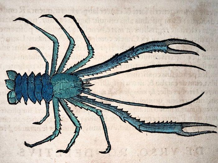 Conrad Gesner [Konrad Gessner] 1516-1565: Fishbuch:, Antiquités & Art, Antiquités | Livres & Manuscrits