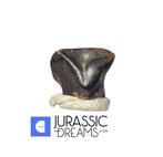 Extreem zeldzaam Denversaurus schlessmani nodosauride