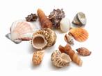 Schelpenmix large 650 gram mooie mix met grotere schelpen, Nieuw